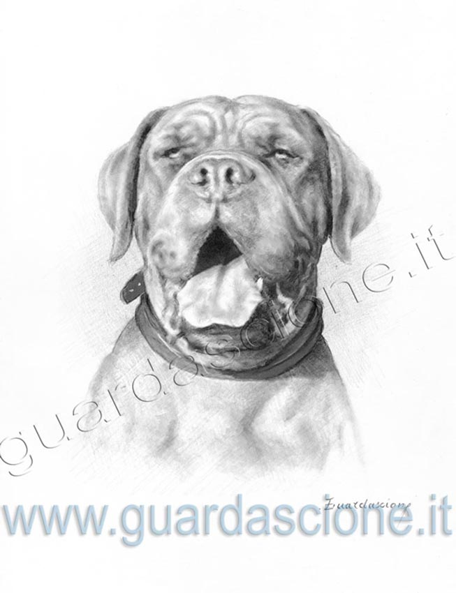 ritratti e disegni di cani eseguiti da foto, ritratto di cane eseguito su commissione e realizzato da un filmato