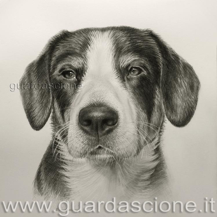 pittore ritrattista esegue realizza e crea il ritratto del mio cane tuo amico fedele
