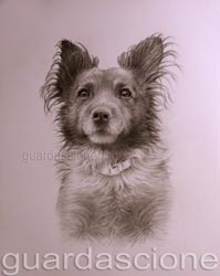 ritratto di cane peloso