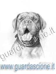 ritratti e disegni di cani eseguiti da foto su commissione