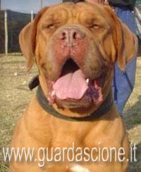 foto ritratti e disegni di cani eseguiti da fotografie