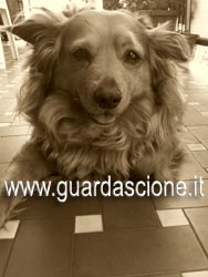 foto ritratti di cani eseguiti su commissione