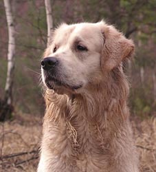 foto ritratti di cani