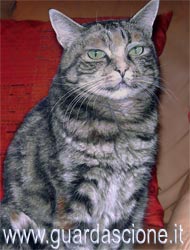foto ritratti di gatti