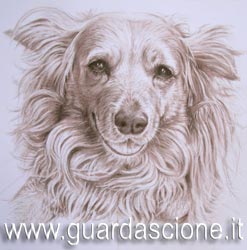 ritratti di cani eseguiti su commissione