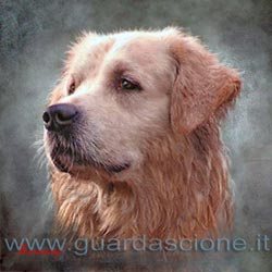 ritratti di cani