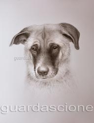ritratto del mio cane di razza